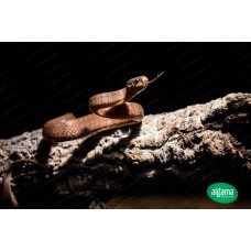 Serpiente Caracolera - Pareas carinatus
